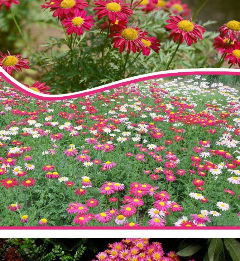 除虫菊种子，驱蚊草驱虫菊花种籽子多年生混色花种子四季播易