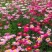 除虫菊种子，驱蚊草驱虫菊花种籽子多年生混色花种子四季播易