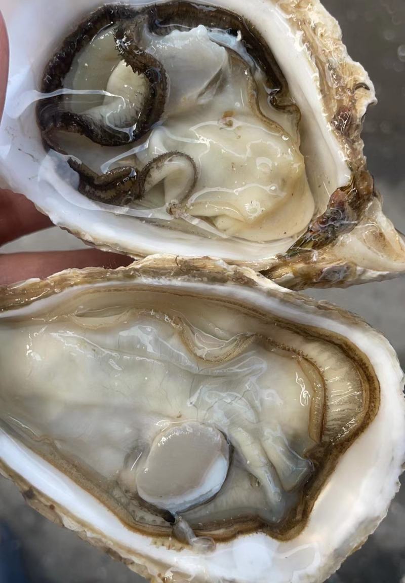 食用牡蛎乳山牡蛎