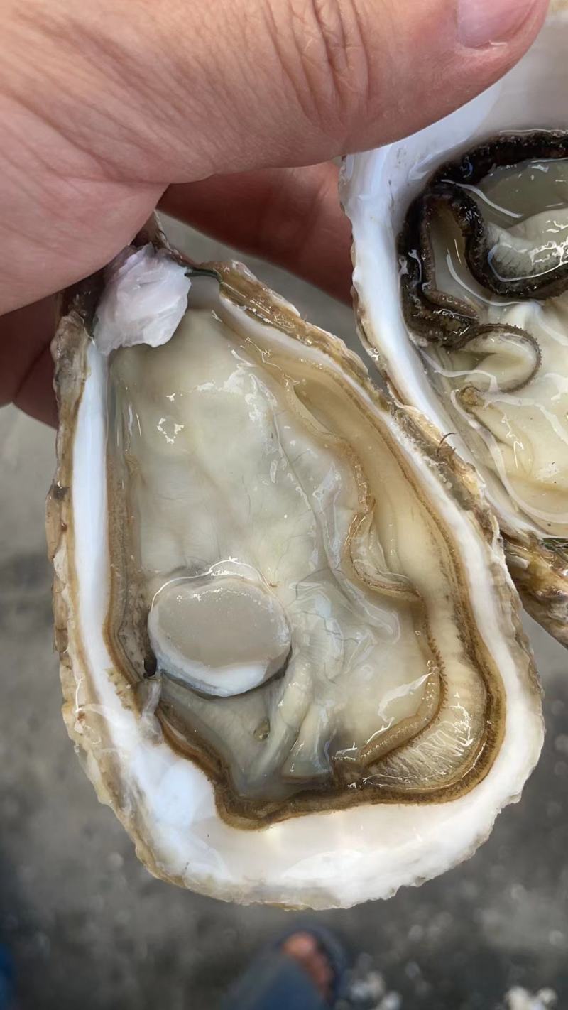 食用牡蛎乳山牡蛎