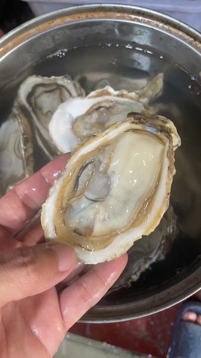 食用牡蛎乳山牡蛎