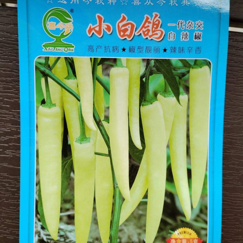 小白鸽白皮辣椒早熟，硬度好，抗病能力强，高产