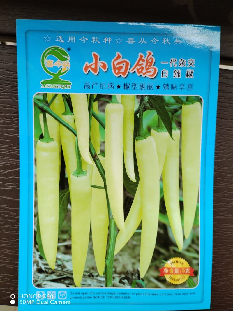 小白鸽白皮辣椒早熟，硬度好，抗病能力强，高产