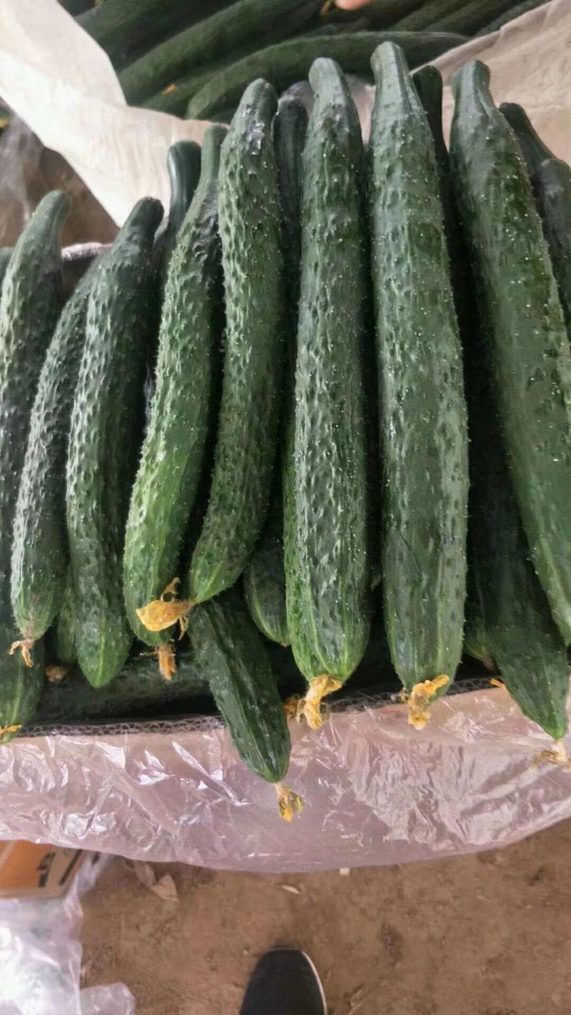 安徽精品密刺黄瓜大量供应对接批发市场商超欢迎选购
