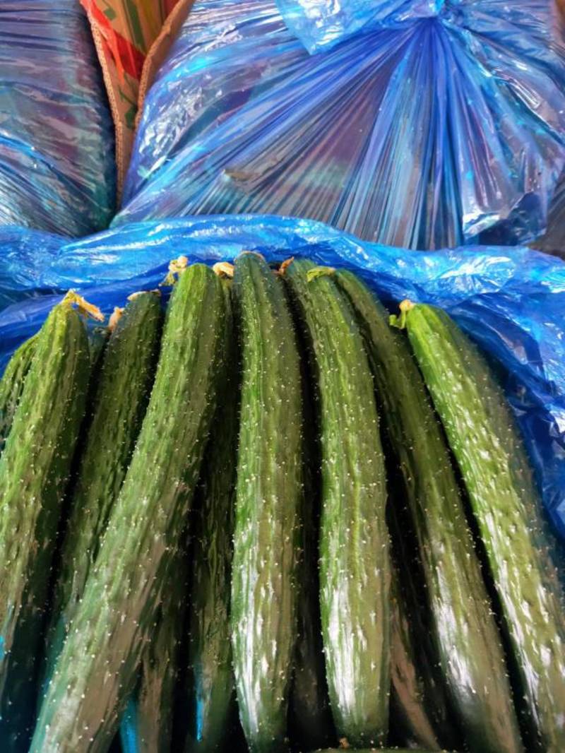 安徽精品密刺黄瓜大量供应对接批发市场商超欢迎选购