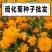 硫华菊种子批发春播黄波斯菊花种子四季种易活硫化菊庭院室外