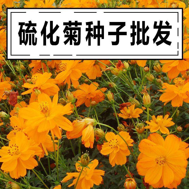 硫华菊种子批发春播黄波斯菊花种子四季种易活硫化菊庭院室外