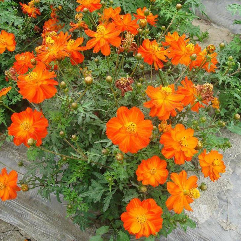 硫华菊种子批发春播黄波斯菊花种子四季种易活硫化菊庭院室外