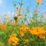 硫华菊种子批发春播黄波斯菊花种子四季种易活硫化菊庭院室外