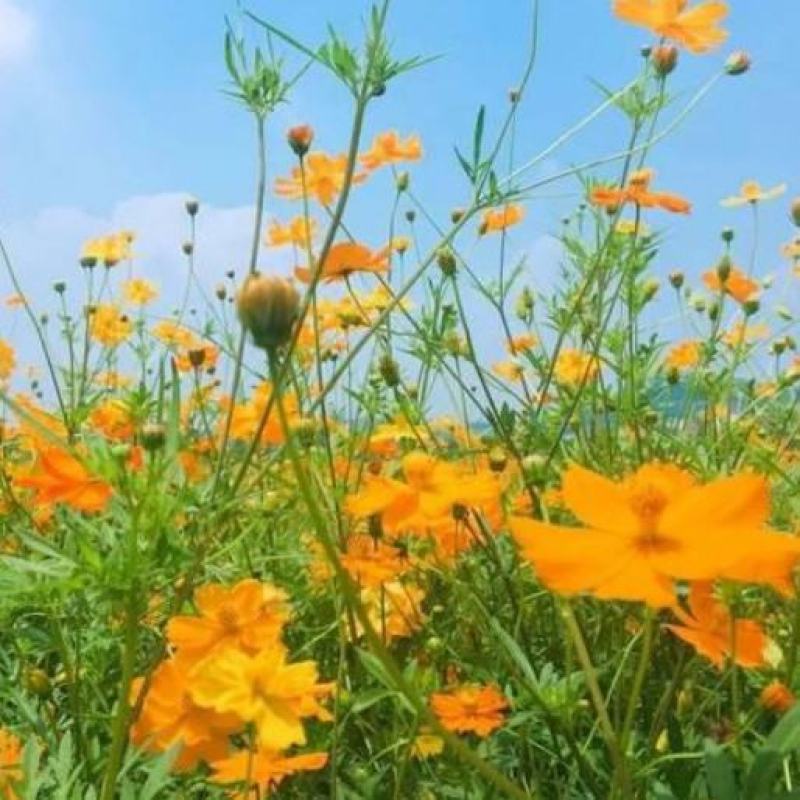硫华菊种子批发春播黄波斯菊花种子四季种易活硫化菊庭院室外