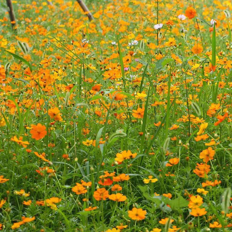 硫华菊种子批发春播黄波斯菊花种子四季种易活硫化菊庭院室外