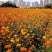 硫华菊种子批发春播黄波斯菊花种子四季种易活硫化菊庭院室外
