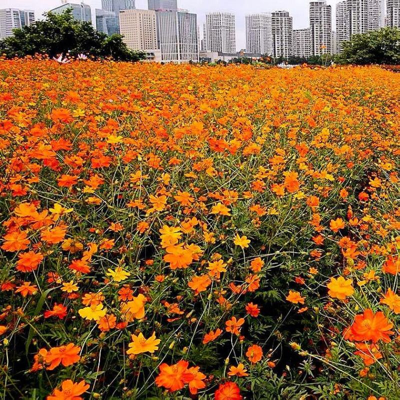 硫华菊种子批发春播黄波斯菊花种子四季种易活硫化菊庭院室外