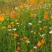 硫华菊种子批发春播黄波斯菊花种子四季种易活硫化菊庭院室外