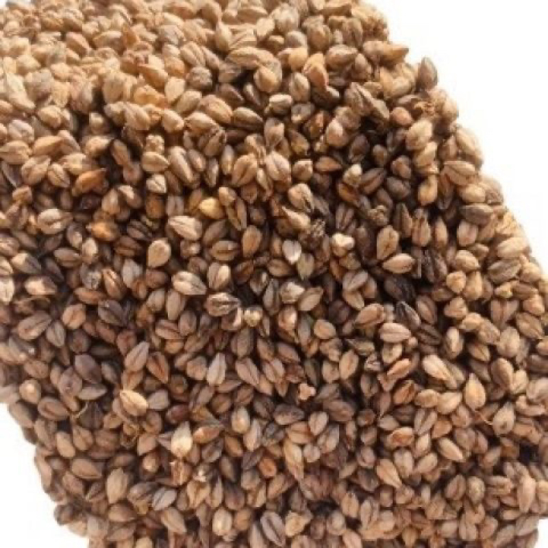 灰苦荞大量有货，代收代购，量大从优，产地直发