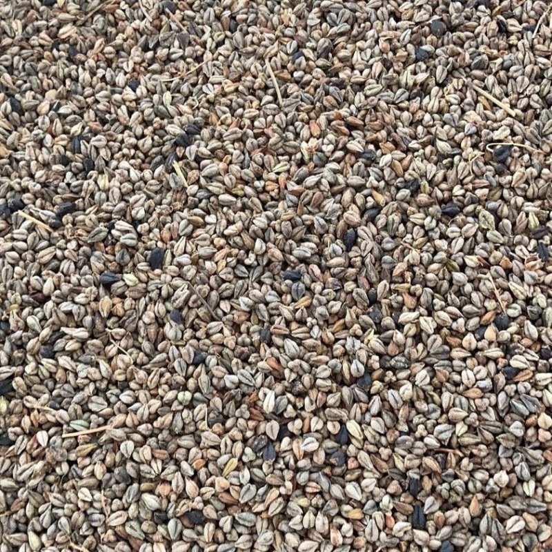 灰苦荞大量有货，代收代购，量大从优，产地直发
