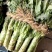 【荐】莴苣红叶莴苣江苏东台大量供应/1.5-2.5斤