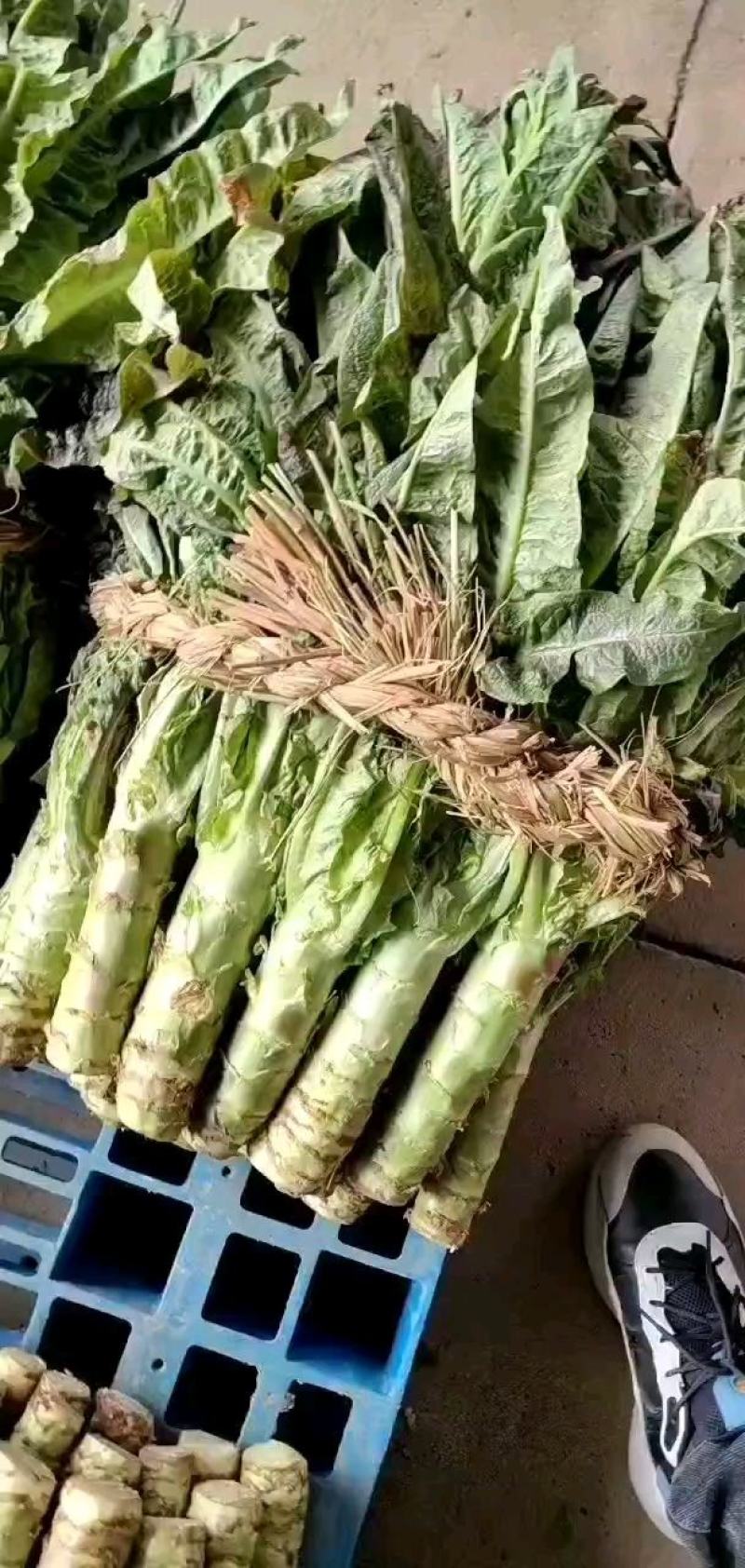 【荐】莴苣红叶莴苣江苏东台大量供应/1.5-2.5斤