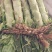 【荐】莴苣红叶莴苣江苏东台大量供应/1.5-2.5斤