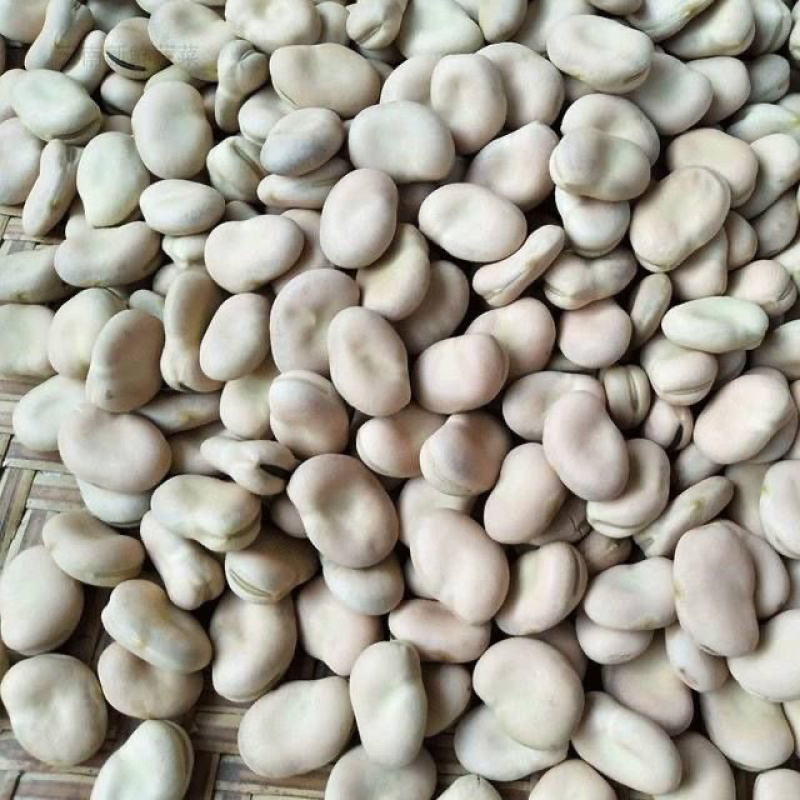 蚕豆大量有货，代收代购，量大从优，产地直发