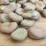 蚕豆大量有货，代收代购，量大从优，产地直发
