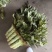 【荐】莴苣红叶莴苣江苏东台大量供应/1.5-2.5斤