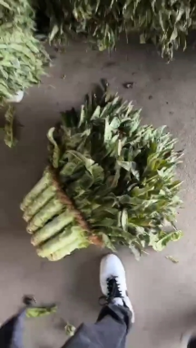 【荐】莴苣红叶莴苣江苏东台大量供应/1.5-2.5斤