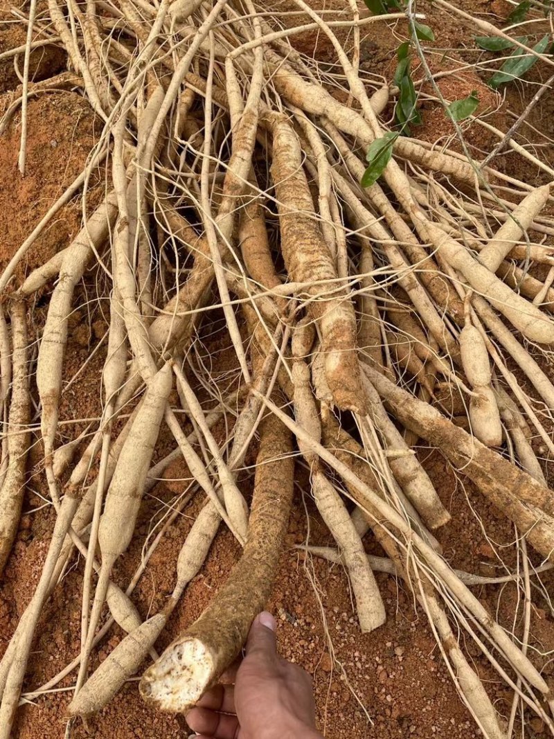 金黄皮脱牛大力次牛牛大力大量供应量大从优