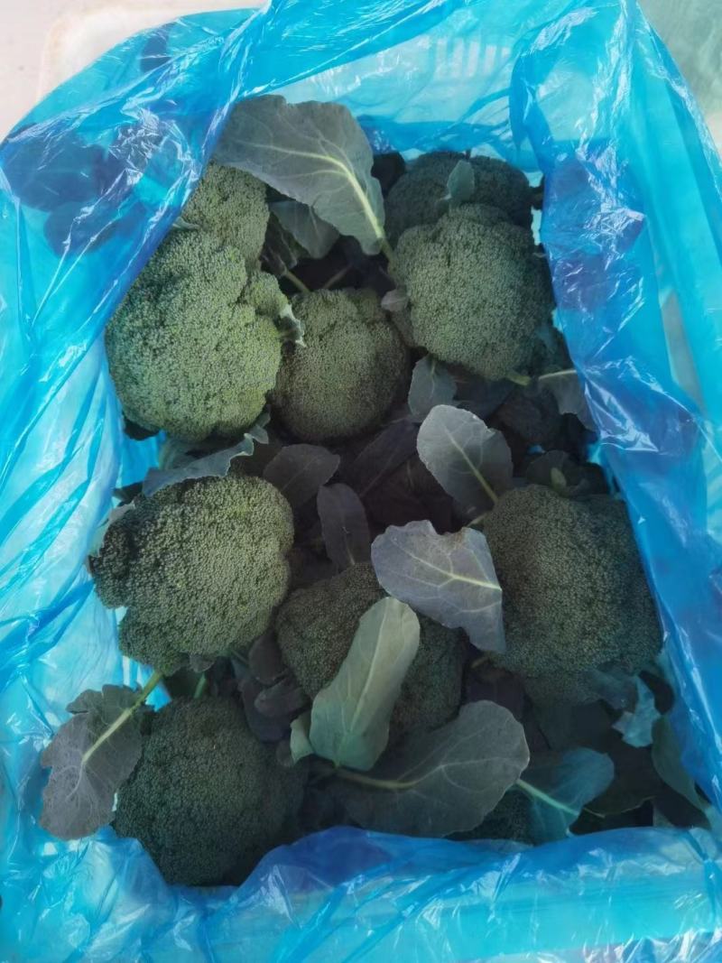 【荐】精品西兰花，万亩基地，电商平台，整车供应，代发全国