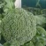 【荐】精品西兰花，万亩基地，电商平台，整车供应，代发全国