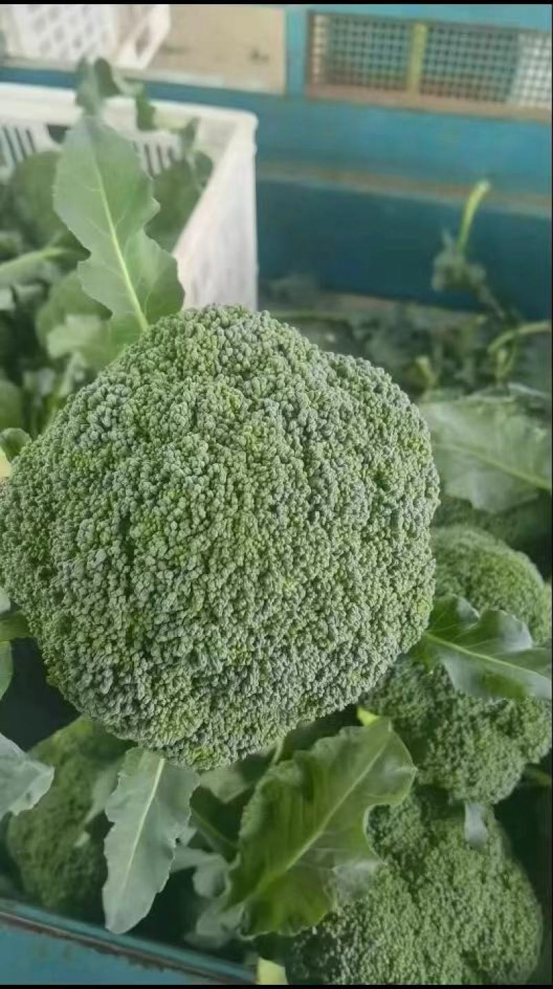 【荐】精品西兰花，万亩基地，电商平台，整车供应，代发全国