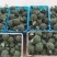 【荐】精品西兰花，万亩基地，电商平台，整车供应，代发全国