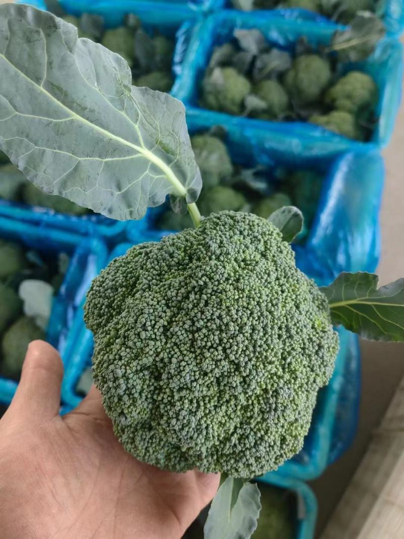 【荐】精品西兰花，万亩基地，电商平台，整车供应，代发全国