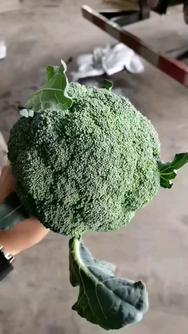 【荐】精品西兰花，万亩基地，电商平台，整车供应，代发全国
