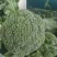 【荐】精品西兰花，万亩基地，电商平台，整车供应，代发全国