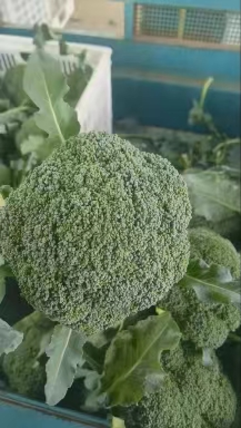 【荐】精品西兰花，万亩基地，电商平台，整车供应，代发全国