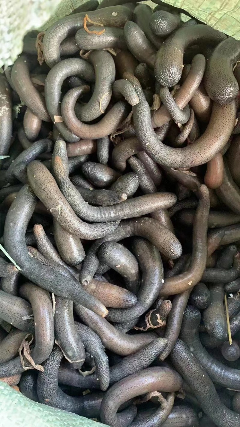 泥丁