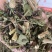 刘寄奴中药材正品新货南刘寄奴金寄奴奇蒿南寄奴