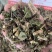 刘寄奴中药材正品新货南刘寄奴金寄奴奇蒿南寄奴