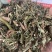 刘寄奴中药材正品新货南刘寄奴金寄奴奇蒿南寄奴