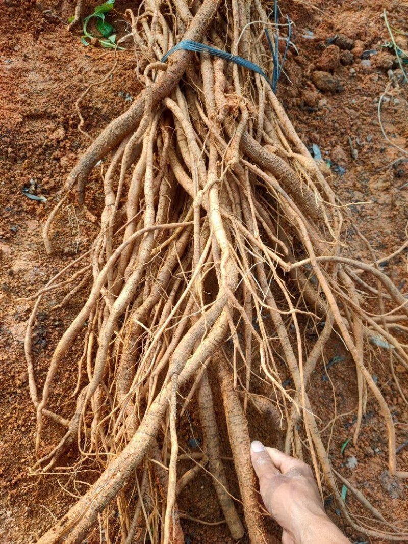 金黄皮脱牛大力次牛牛大力大量供应量大从优