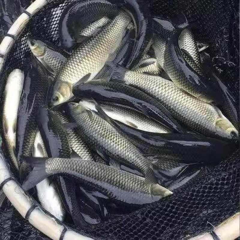 草鱼苗大量鱼苗现货出售全国发货鱼苗基地直供技术指导