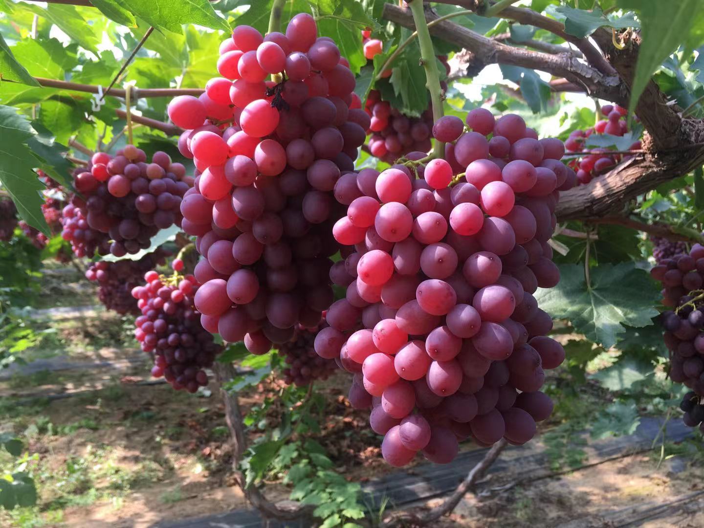 阳光玫瑰葡萄园,阳光充足,果实饱满,适合在温暖湿润地区种植 阳光玫瑰葡萄园