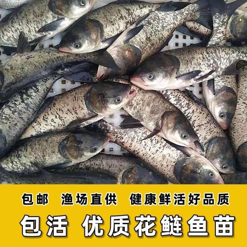 【来电咨询】花鲢鱼苗养殖场直发支持全国发货欢迎选购