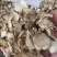 白芨中药材贵州野生白芨片旱白芨正品白芨三叉白芨养胃