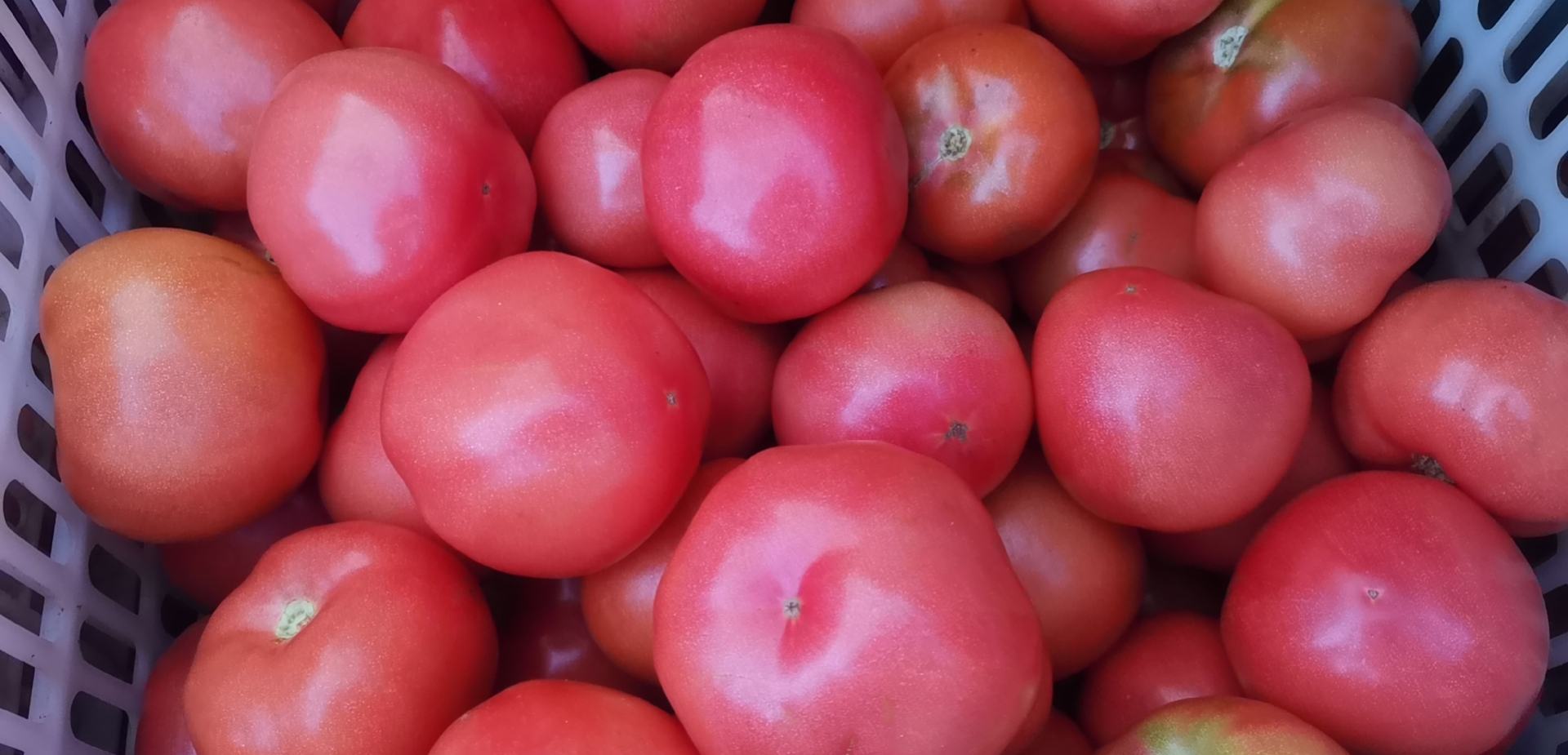 由新鲜西红柿、黄瓜、橄榄油制成的健康沙拉,色彩鲜艳,适合夏季食用 西红柿沙拉