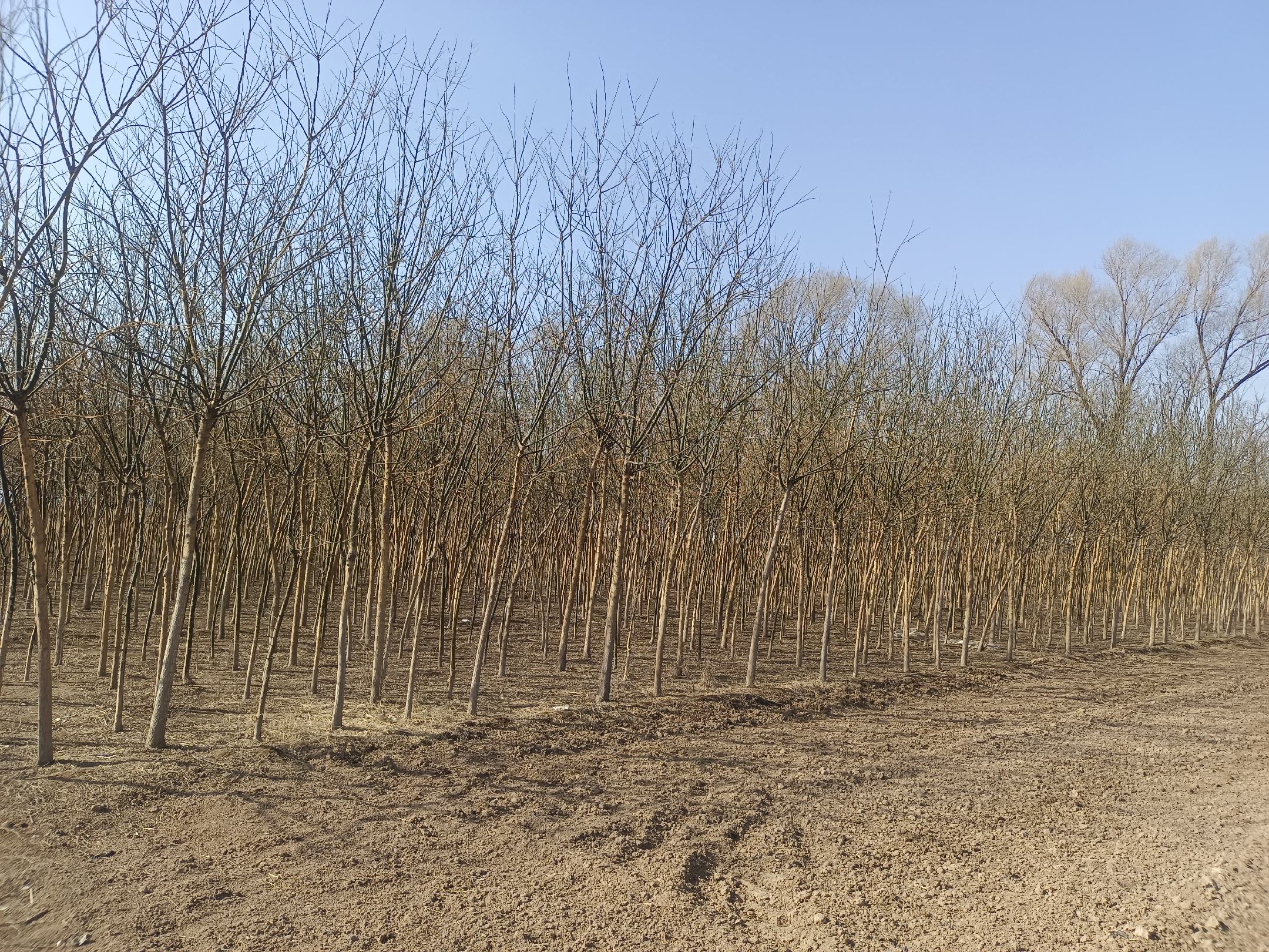 一株胸径约为8厘米的速生国槐,树干笔直,树冠呈自然伞状展开,枝叶浓密,叶片为羽状复叶,绿色鲜亮,整体形态挺拔优美,种植于开阔苗圃中,背景为春季或初夏晴朗天空 8公分速生国槐整体树形展示