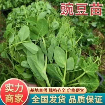 东台豌豆苗豌豆头标准一叶心大面积种植