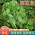 东台豌豆苗豌豆头标准一叶心大面积种植