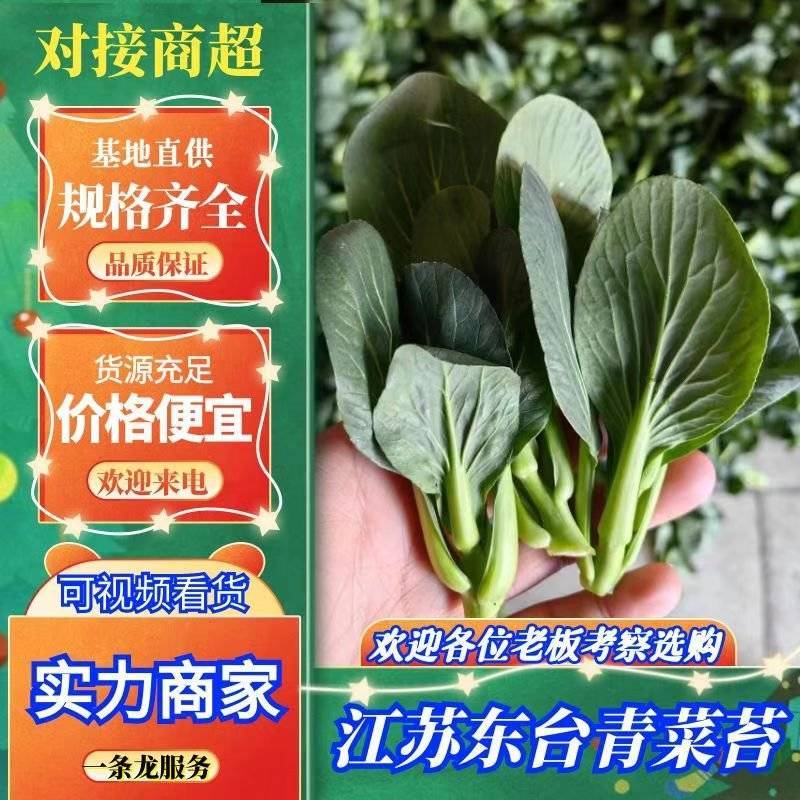 【精品】东台青菜苔新鲜霜冻青菜苔苏州青菜苔产地货源